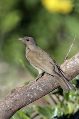 Pale-breasted thrush, Turdus leucomelas