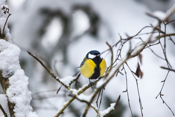 Great tit on a branch