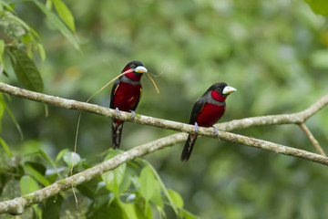 Colorful of black and red bird,Black-and-Red broadbill