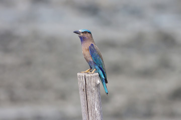 Colorful bird on a branch (Indian Roller)