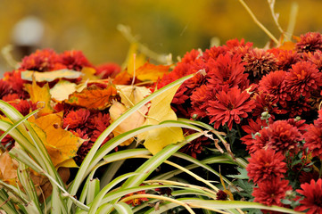 Close-up of  flower. Autumn background.