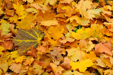 Fototapeta na wymiar Autumn leaves.
