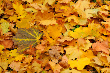 Autumn leaves.