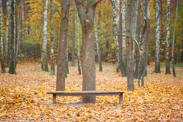 bench in autumn park