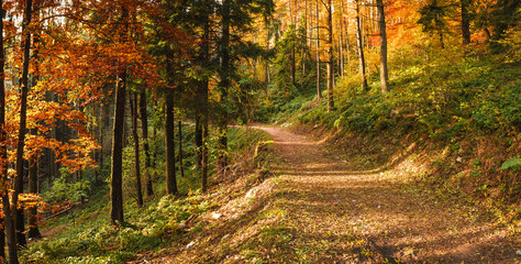 Autumn in the park of Campo dei Fiori, Varese