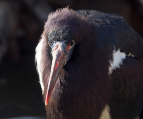 Abdim's Stork