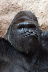 Gorilla