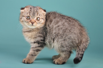 Portrait of a cute Scottish fold kitten