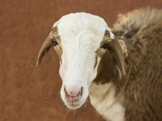 Portrait of an African female sheep, photo