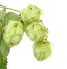 Hop floweron branch.