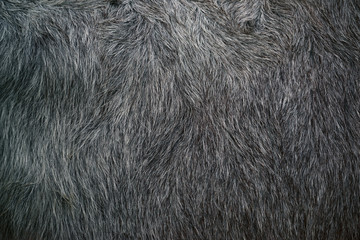 Buffalo fur texture