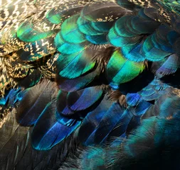Poster Kleurrijke pauwenveren © irishmaster