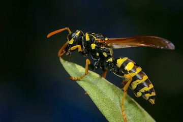 guêpe sur une feuille