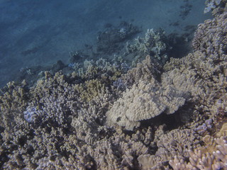 Coral reef