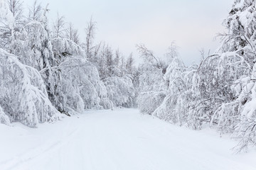 Fototapeta premium Countryside road with hanging snow-covered branches of trees in winter