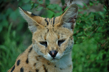 A serval cat focuses attentively with its eyes and ears.