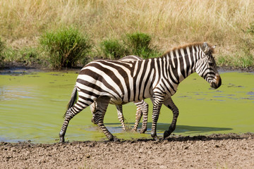Fototapeta na wymiar Plains Zebry (Equus quagga) wychodzi z otworu wody