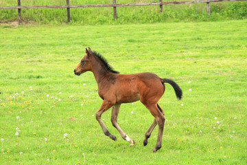 走る馬の赤ちゃん