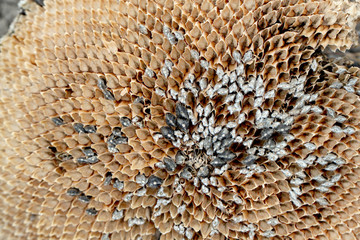 Background of sunflowers