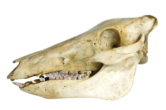 wildboar's skull