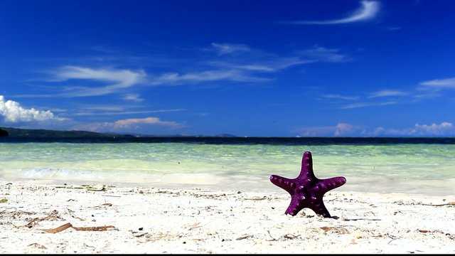 Starfish on tropical beach, footage