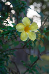 Allamanda Flowers close up in garden