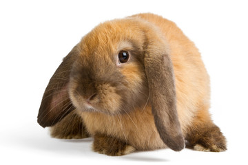 Fototapeta premium rabbit isolated on white background