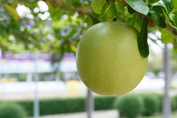 calabash tree in park