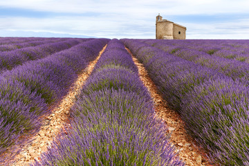 Lavender field in the South of France