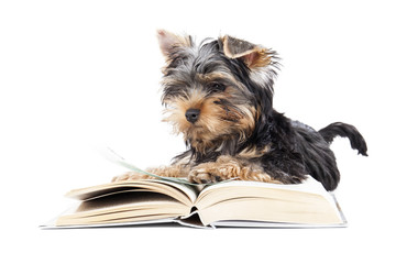 Yorkshire Terrier with a book isolated on a white background