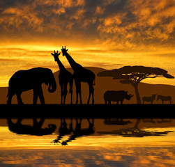 Fototapeta na wymiar Silhouette elephant,giraffes,rhino and zebras in the sunset