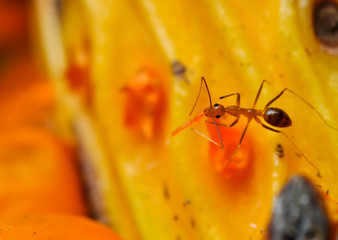 red ant eating