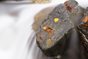 la roccia e le foglie