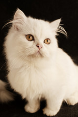 Fototapeta premium White Persian kitten
