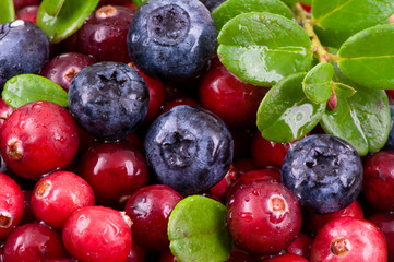Fototapeta na wymiar Blueberry and cowberry with green leaves with water drops