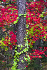 Fall Colors in the Smokies