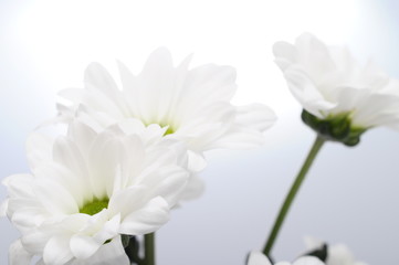 Fototapeta na wymiar Close up of white daisy heart