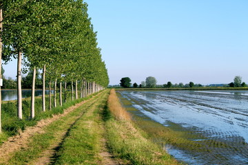 Filare