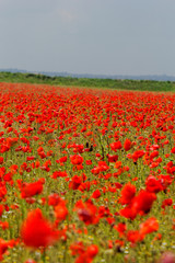 poppy field