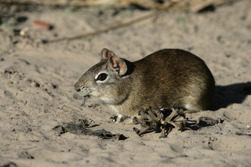 Brazilian guinea pig or prea, Cavia aperea