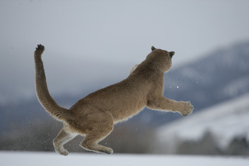 Puma or Mountain lion, Puma concolor