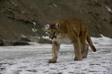 Puma or Mountain lion, Puma concolor