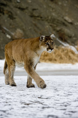 Naklejka premium Puma or Mountain lion, Puma concolor