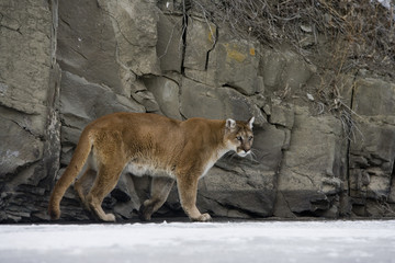 Puma or Mountain lion, Puma concolor