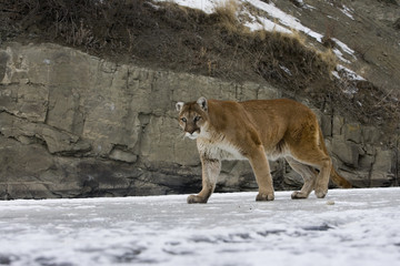 Puma or Mountain lion, Puma concolor