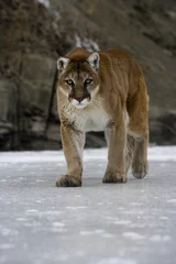 Gordijnen Puma or Mountain lion, Puma concolor © Erni