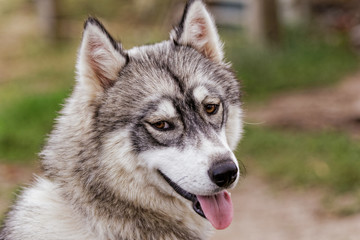 husky dog