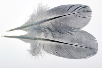 Pair of feathers