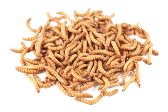 Mealworm beetle (Tenebrio molitor), larval on a white background