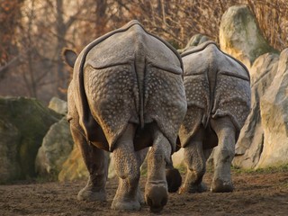 Indian rhinoceros (Rhinoceros unicornis), rear view